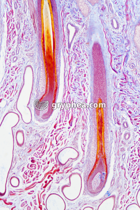 Peau avec poils en CL x25 - gryphea.com